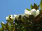 Preview: Weiße Blüten vor blauem Sommerhimmel - Magnolia grandiflora