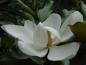 Preview: Die weißblühende Großblütige Magnolie