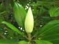 Preview: Große Knospe der immergrünen Magnolie