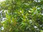 Preview: Immergrünes Laub der Magnolia grandiflora