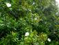 Preview: Ein blühender, immergrüner Baum - die Großblütige Magnolie