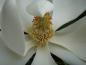 Preview: Detailaufnahme der Blüte der Immergrünen Magnolie