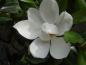 Preview: Weiße Magnolia grandiflora in Blüte