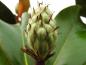 Preview: Junge Frucht der Immergrünen Magnolie