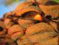 Preview: Oranger Samen der Großblütigen Magnolie