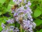 Preview: Beliebt bei Insekten: Säckelblume Glorie de Versailles