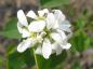 Preview: Weiße Blüte von Amelanchier alnifolia var. cusickii