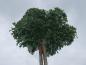 Preview: Dreijährige Krone von Crataegus monogyna Compacta