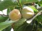 Preview: Früchte von Diospyros kaki Kostata
