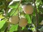 Preview: Kakibaum Kostata mit Früchten