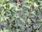 Preview: Interessante Blätter von Hedera helix Spetchley