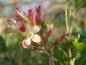 Preview: Die rot-gelbe Blüte von Ribes gordonianum