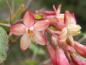 Preview: Detail der Blüte von Ribes gordonianum
