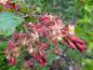 Preview: Blütenrispe der Gordon-Johannisbeere