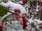 Preview: Die Blüten der Gordon-Joahnnisbeere wurde von einem späten Schneefall überrascht.