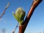 Preview: Blüte von Salix laggeri im Frühjahr