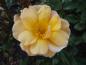 Preview: Die Blüte der Rose Amber Sun ®