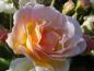 Preview: Blüte von Ghislaine de Feligonde