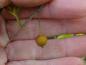 Preview: Die heranreifende rote Frucht des Celtis australis
