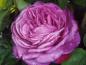Preview: Die Blüte der Heidi Klum Rose ®
