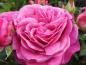 Preview: Hübsche Blüte der Heidi Klum Rose ®