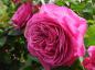 Preview: Dicht gefüllte Blüte der Heidi Klum Rose  ®