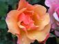 Preview: Die Rosensorte Jazz ® in Blüte