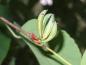 Preview: Detailaufnahme der gekrümmten Frucht von Cercidiphyllum japonicum