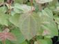 Preview: Lebkuchenbaum - rundliche Blätter