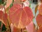 Preview: Leuchtend rotes Herbstlaub des Lebkuchenbaum