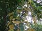 Preview: Cercidiphyllum japonicum mit langsam beginnender Herbstfärbung (Aufnahme Mitte September)
