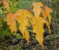 Preview: Gelb-rote Herbstfärbung beim Feuerahorn (Acer ginnala)