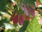 Preview: Rote Früchte des Feuerahorn (Acer ginnala)