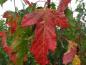 Preview: Leuchtend rotes Herbstlaub bei Acer ginnala