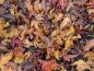 Preview: Herunter gefallendes Herbstlaub des Feuerahorn