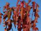 Preview: Feuerahorn im roten Herbstkleid