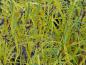 Preview: Rhamnus frangula Fine Line bekommt gelbes Herbstlaub