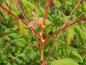 Preview: Koelreuteria paniculata Coral Sun: Triebspitze Mitte Juni