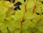 Preview: Berberis thunbergii Maria