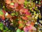 Preview: Berberis thunbergii Maria mit Herbstfärbung