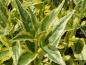 Preview: Schönes gelbbuntes Laub bei Deutzia gracilis Aurea