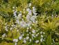 Preview: Deutzia gracilis Aurea - beginnende weiße Blüte