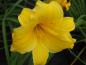 Preview: Schöne Blüte der Taglilie Stella de Oro