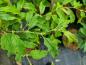 Preview: Parrotia persica Pendula