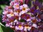 Preview: Buddleja Bicolor