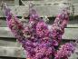 Preview: Buddleja Bicolor