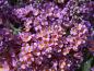Preview: Buddleja Bicolor