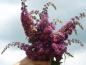 Preview: Buddleja Bicolor