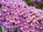 Preview: Buddleja Bicolor