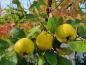 Preview: Leuchtend gelbe Konstantinopeler Apfelquitten im Oktober